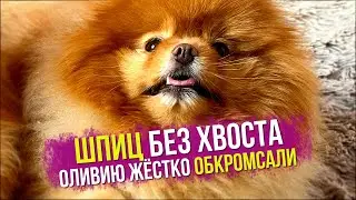 Spitz without a tail. Masha is a needlewoman. Message for Vlad. Reverse sneeze at Bella's Spitz