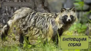 ЕНОТОВИДНАЯ СОБАКА🦊/Животные life/Собаки/Животные/Интересные факты