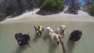 12 счастливых псов и 1 сУрьезный котэ на море