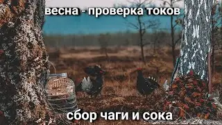 Весна проверка токов, сбор чаги и тест монокуляра iRay Zoom ZL38