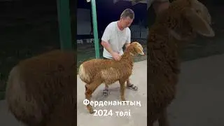 Ферденаттың 2024 төлі #арашан #гиссар #animals