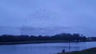 When two mumuration of starlings  collide - An amazing show!
