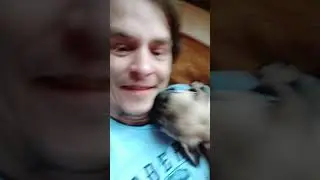 Мопс Федор. Опасный зверь