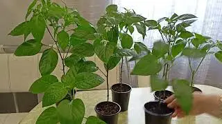 Рассада остановилась в росте.В чем причина? м-н ДАЧА г.Каменск-Уральский.12.04.2023