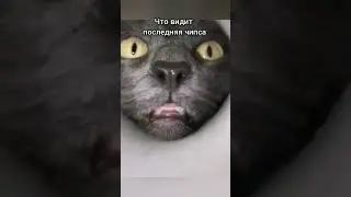 🤣 ЧТО ВИДИТ ПОСЛЕДНЯЯ ЧИПСА 🤣 