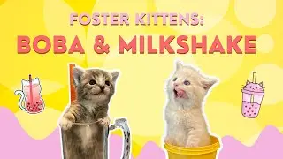 Foster Kittens: Boba🧋& Milkshake 🍦