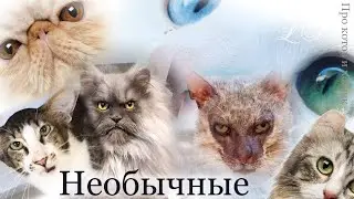 Необычные, но обычные коты и кошки. Популярные породы кошек с необычной внешностью