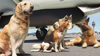 Pilots N Paws | KMHR to KPDX | Microsoft Flight Simulator