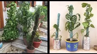 DIY Moss Stick for Bonsai, Money Plant, Indoor Planters with Aruna Agrawal