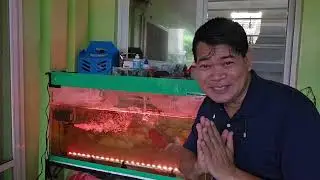 ANG AKING ALAGANG FLOWER HORN (MINO) MALAKI NA #fish