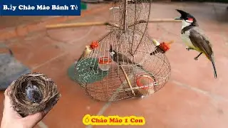 B. Trap the crested bird Banh Te behind the house and go B. Catch a crested crested bird // Chien Oi
