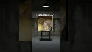 my ÇæÞ is missing.. #videos #shortsvideo #scary #funnyvideo #edit #memes #cats #catshorts #catsong