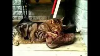 Коту нравятся кеды