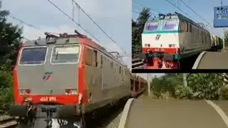 transito di due mercioni tigre