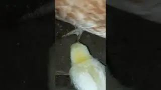 Синдром Фламинго у курицы, как это выглядит!!