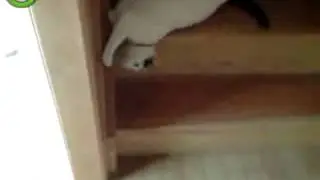 Ленивый кот