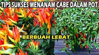 Rahasia SUKSES Menanam CABE di Pot dengan Hasil Buah Lebat - How to Grow Chilli Peppers