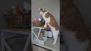 золотой ребенок #кот #юмор #рыжий