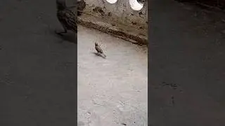 Sparrow World 🐦