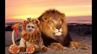 Львиный лев Дред