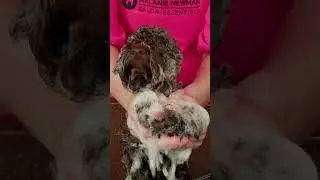 Bathing Alfie a brown Toy Poodle who is a real life teddy 🧸 #asmr@MelanieNewmanSalonEssentials