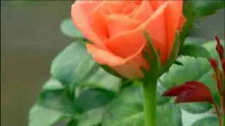The Flower   [original full length version; better quality] [12 min.]
