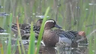 Garganey in Derbyshire, 30 04 2023