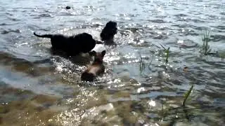 Лето ,French Bulldog Тая и Лика ,мастино наполетано  Маля и лабродор Гизма