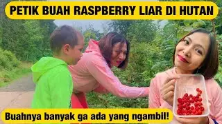 Petik Buah Raspberry Di Hutan