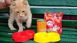 Купила котикам тарілочки і корм🤗 Кормлю котиків😃