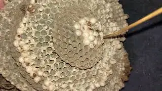 Nest Collecting Video
