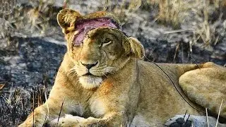 50 Animals, That asked People for help!