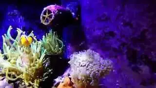 Just me feeding my fish with a GoPro