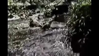 La Guerra del Cenepa