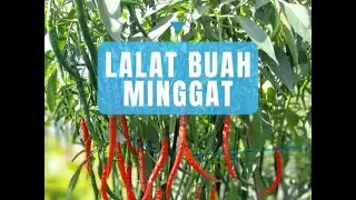 Cara mengatasi serangan lalat buah pada cabai keriting