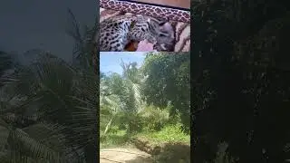 Asian leopard  cat 2024 🐱😸😼