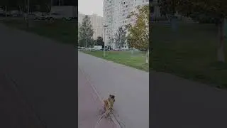 Вечерний променад, последние денёчки августа