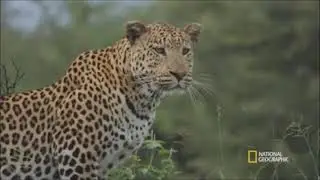 Leopard kills Lion Cub, and eats it in a tree.