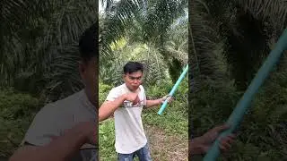 Pantek artinya apa ya ?