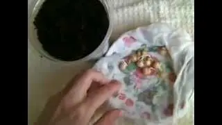Огород на балконе. Рассада.