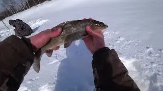 ХАРИУС! ТАСКАЕМ КАБАНОВ! СНАСТИ РВУТСЯ!