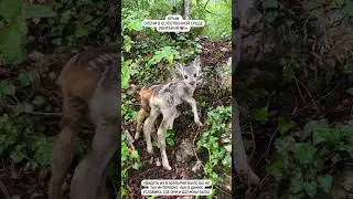 Крымские оленята малыши