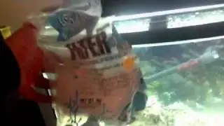 Update on my first saltwater tank!