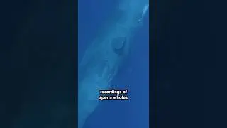 Did we just figure out the whale alphabet?