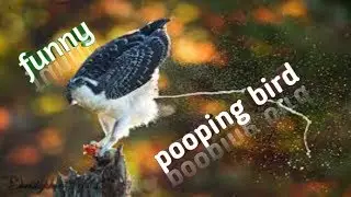 Funny bird pooping