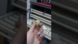 Инкубатор универсальный для вывода 400 яиц 🐣 #shortsvideo #shorts #фермерство #птицеводство #цыплята