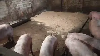 Большая клетка для поросят.