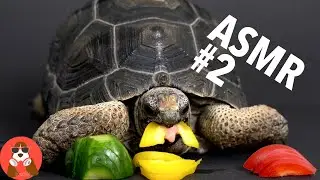 ASMR #2 Baby Giant Tortoise / Turtle Eating Pepper & Cucumber | Animal ASMR | 4K