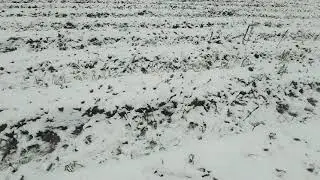 Шок! Мыши атакуют Клубнику