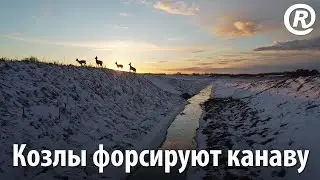 Козлы форсируют канаву. Европейские косули (Capreolus capreolus) на DJI Mini 2.